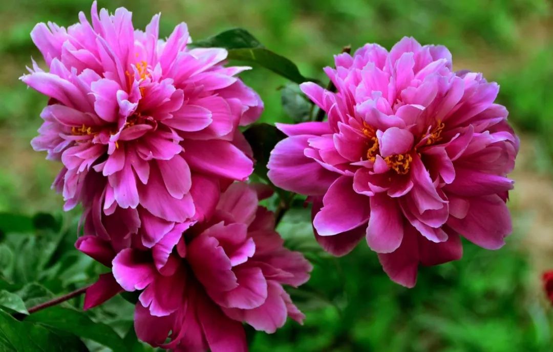 掩龙牡丹园最新动态揭秘